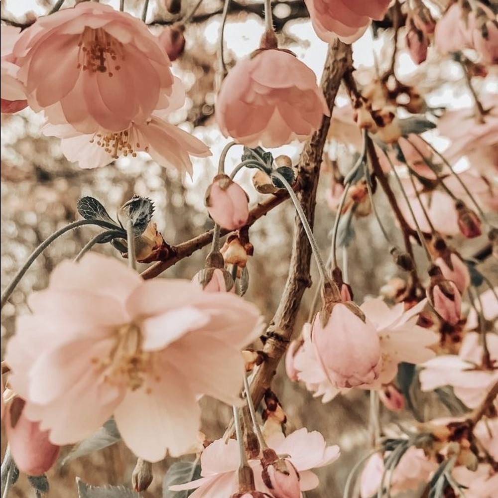 Meet your Posher, Brooke